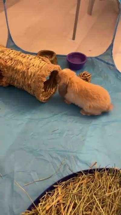 Truffle checking out her new tunnel
