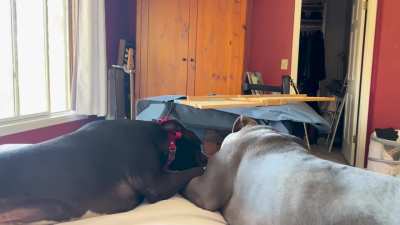 Two amstaffies chilling…