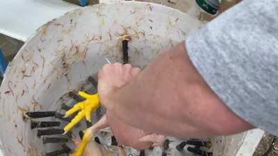 Finally got to test out the chicken plucker I made. (Based off the Whizbang design). Still learning scald time/ plucker time combination.