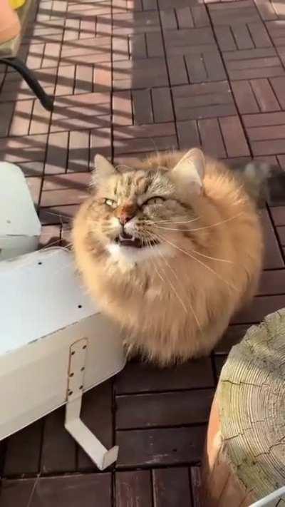 Reposting because OP was a bot and the sub loved the video.