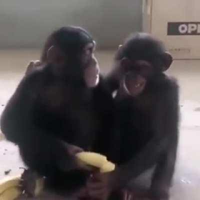 Friendship Is Everything