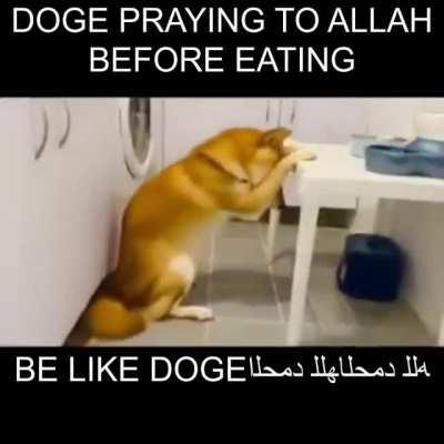 BE LIKE DOG🙏الحمد للهالحمد للهالحمد لله