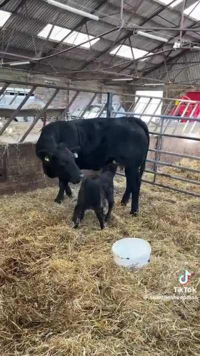 Happy ending for all, wtf to the technique