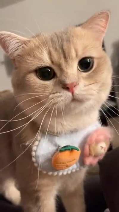 meowww 😹😻😹😻