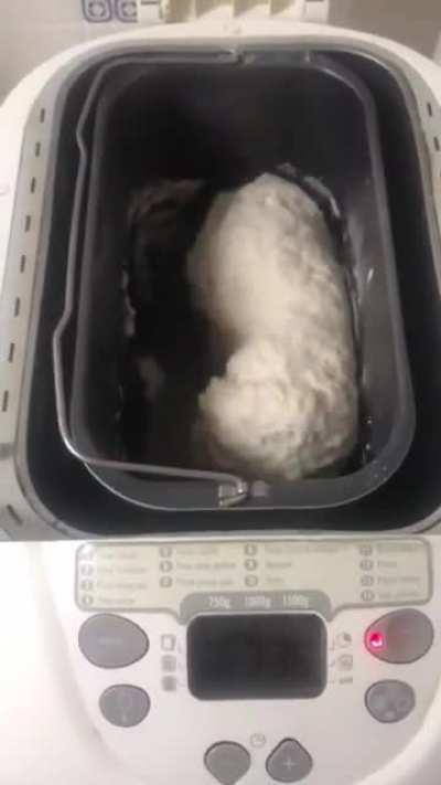 Small doge in the bread maker.