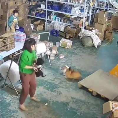 Cat stood up for his friend poodle