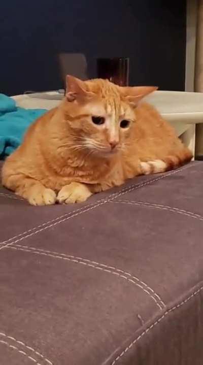 Kitten startled by his tail and cat startled by kitten.... a vicious cycle.