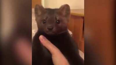 [Haiku] Major fracture detected