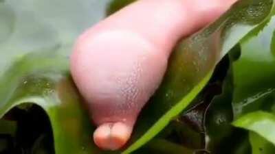 Spoon Worm aka 'The Penis fish'