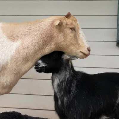 Evie showing Dudley how much she loves him at Poplar Spring Animal Sanctuary