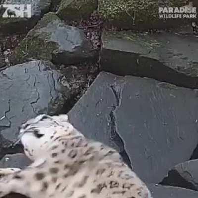 Snep is startled by the camera!