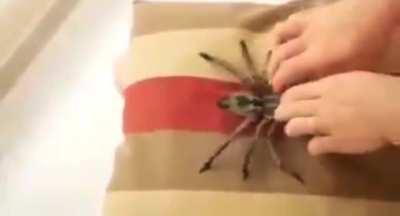 Why is this spider kinda cute