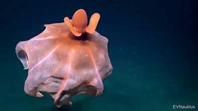 This octopus used its skin to make it look like a giant ball to scare away predators
