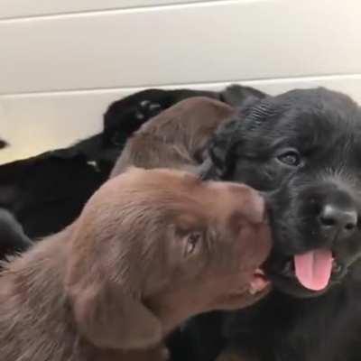 Puppy kissing (possibly trying to eat) another puppy 💕
