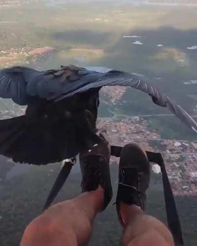 Bird joins on a quick ride across town