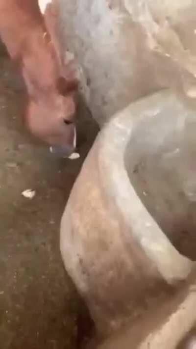 Horse eats little chicken, filmer doesn't attempt to help