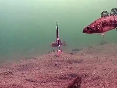 My fish people need me