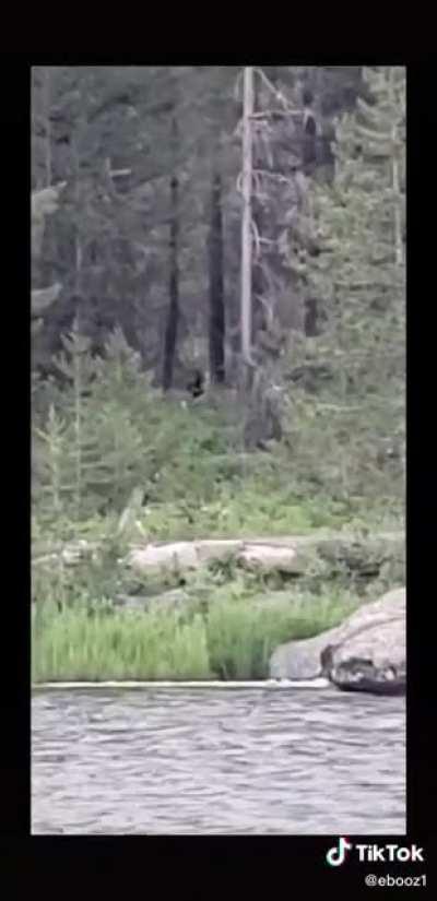 What do you think it is? Black Bear?