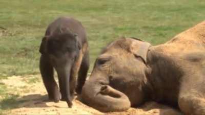 No naps when a baby elephant is around