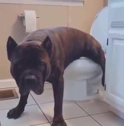 FUNNY🤣🐶 DOG PEE😱😱 أنبوب مضحك MP4 HARAM تحميل فيلم الجنس الحر funny poo🐶🤣🤣🤣