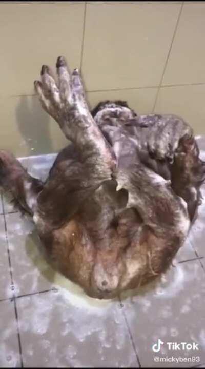 Orcock en la ducha!!! 😳😳😳 (vídeo de su Onlyfans)