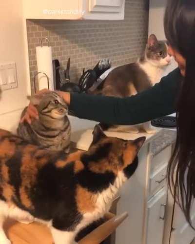 Cat #1: Total trust. Cat #2: Not really sure about this trust thing. Cat #3: Not gonna happen