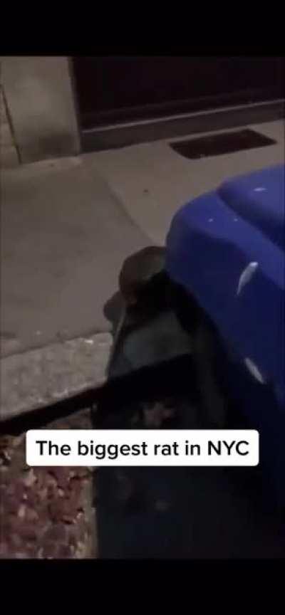 An absolute unit spotted out in the wild