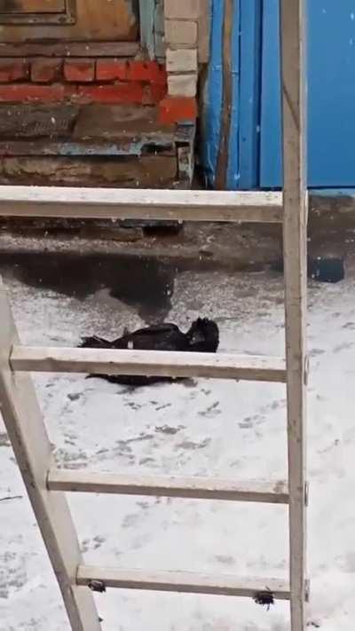 Crows are so intelligent and playful! My true spirit animal!