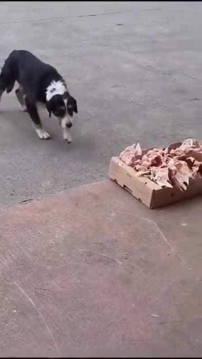 This butcher shop is leaving the leftovers outside so stray dog can have something during the day.