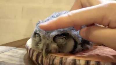 You ever see an owl fall asleep?