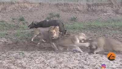 Lions being jerks to each other whilst eating lunch causing the Buffalo to get up and walk away.