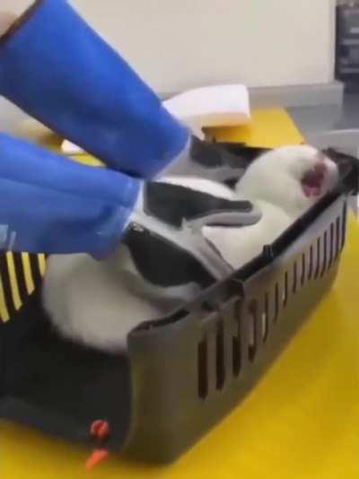 0 attack, 100 intimidation 