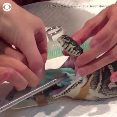 Horrible veterinarians stuff a snake with a towel