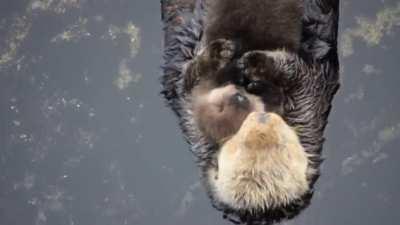 1 day old sea otter trying to sleep on mom