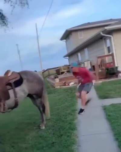 HMB while I play leapfrog with a horse