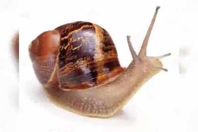 달팽이 슬라이드 쇼 mp4 다운로드 섹스 2019