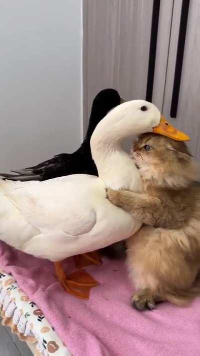 Come here and let me love you