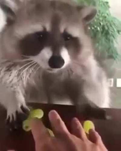 WiLd aN1mAL fEeDs oN pReY, DeFeNds iTseLF wHile be1nG atTacKeD!!!1!