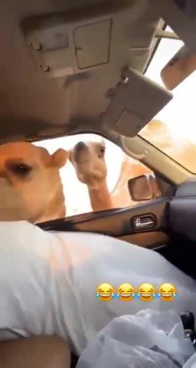 Feeding the camels a bit too close