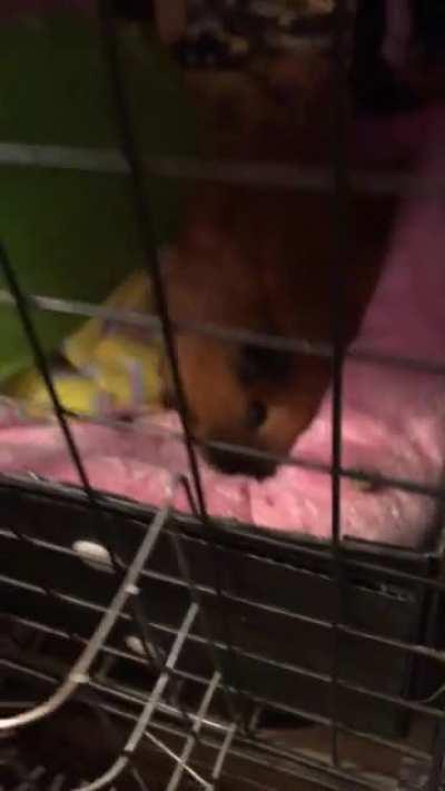 Piggies love their treats 😘😘