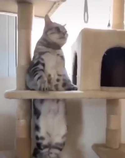 Secret agent chonk