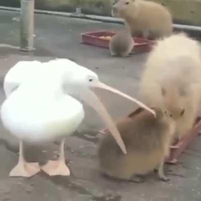 To gobble up a capybara