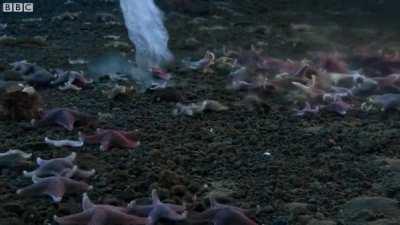 Brinicle formation under the Antarctic ice sheet