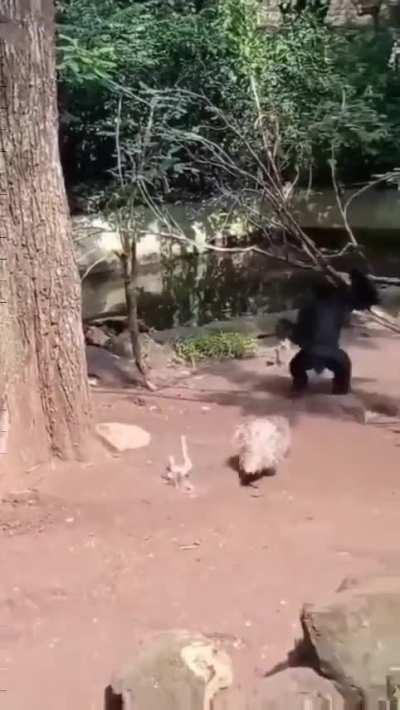 Friendly word of advice: Don’t poke the walking pincushion