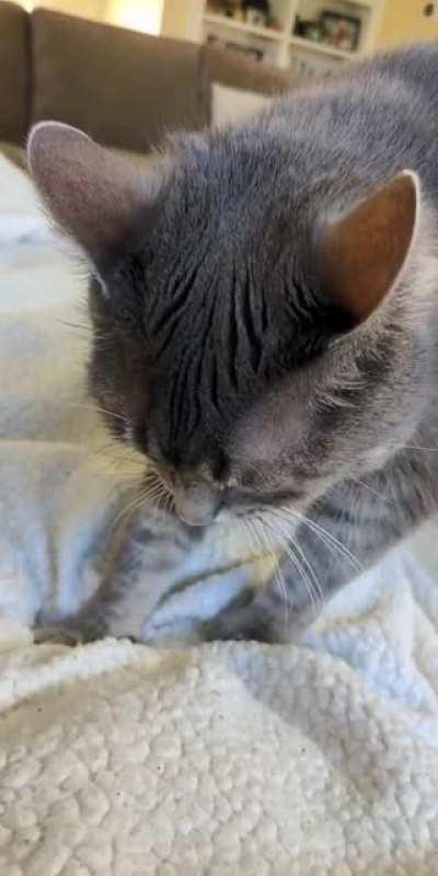 Thank you for making my full bladder into bread. Sound up for good purrs