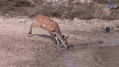 A female Cape bushbuck demonstrates superb reflexes as it bolts from danger at a watering hole