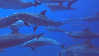 Spotted dolphins, Pompano Beach Fl