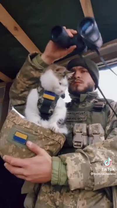 Kitten Armed Forces of Ukraine