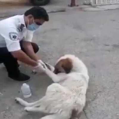 This dog had a broken arm and sought refuge with a paramedic crew. And they gladly provided aid.