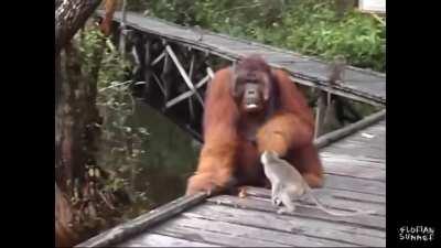 Do not mess with orange lords banana